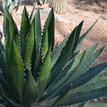 Agave lophantha '' (075446)