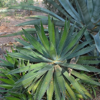 Agave lophantha '' (075447)