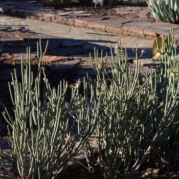 Cylindropuntia ramosissima '' (075477)