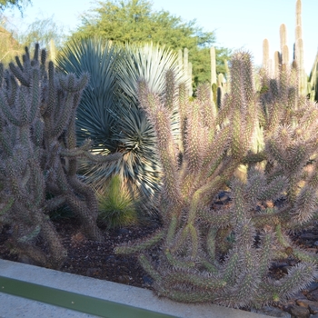 Cylindropuntia x campii '' (075478)