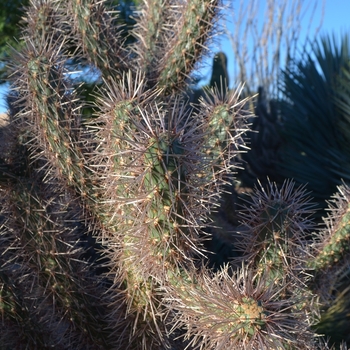 Cylindropuntia x campii '' (075480)