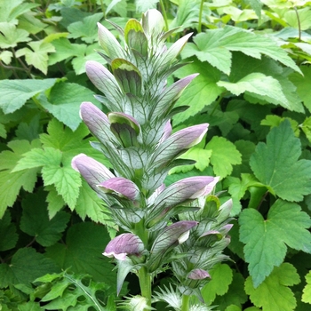 Acanthus hungaricus '' (075549)