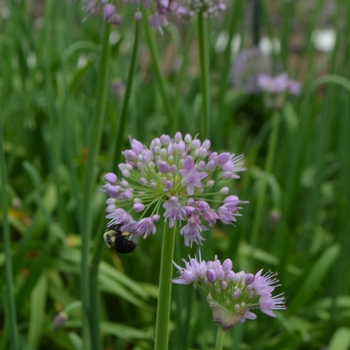 Allium 'Pink Feathers' (075551)