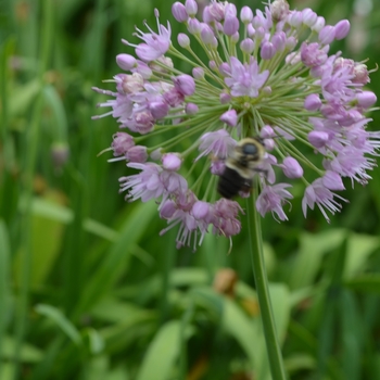 Allium 'Pink Feathers' (075552)