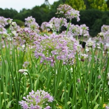 Allium 'Pink Feathers' (075553)