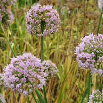 Allium nutans 'Pink Balls' (075554)