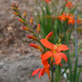 Crocosmia aurea 'Sharona' (075558)