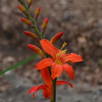 Crocosmia aurea 'Sharona' (075559)