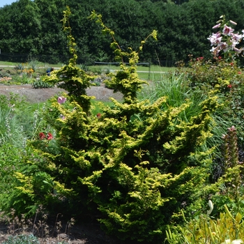 Chamaecyparis obtusa 'Golden Pillar' (075562)