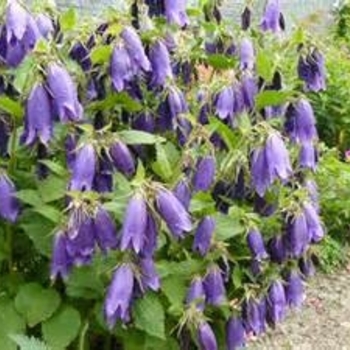 Campanula 'Purple Sensation' PP16027