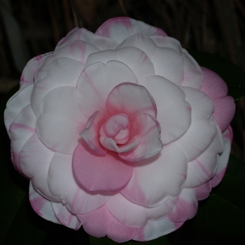 Camellia 'Betty Ridley' (075616)