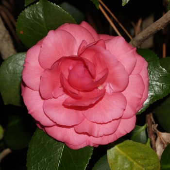 Camellia japonica 'Fifth Avenue' Camellia | Garden Center Marketing