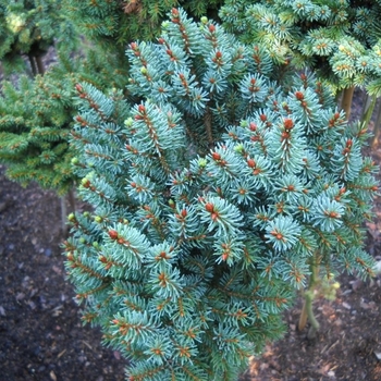 Colorado Blue Spruce 'Majestic' - Picea Pungens Glauca 'Majestic