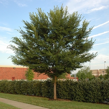 Ulmus parvifolia 'JFS-BARRETT' 