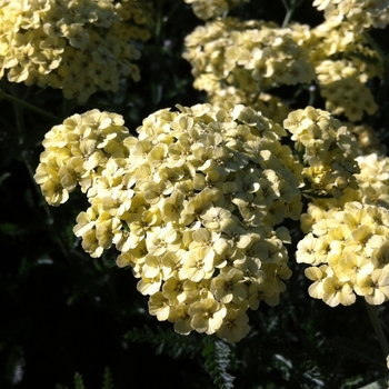 Achillea 'Mary Ann' (080757)