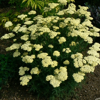 Achillea 'Mary Ann' (080758)