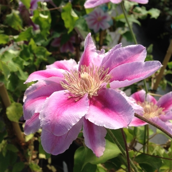 Clematis 'Bee's Jubilee' (080889)