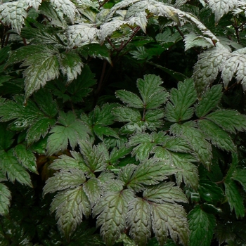 Cimicifuga ramosa 'Brunette' (080997)