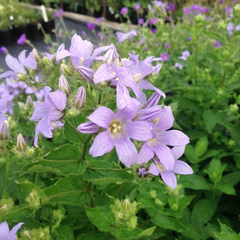 Campanula lactiflora 'Prichard's Variety' (081017)