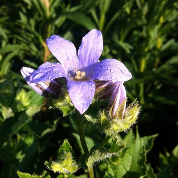 Campanula lactiflora 'Prichard's Variety' (081018)