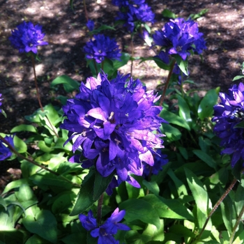 Campanula glomerata 'Superba' (081020)