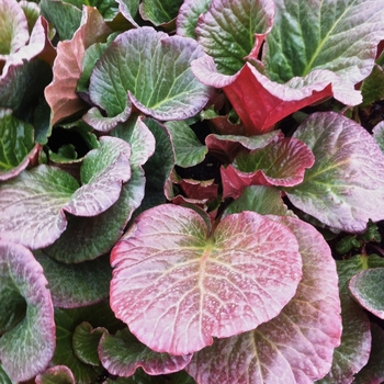 Bergenia 'Eden's Dark Margin' (081180)