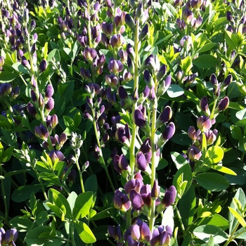 Baptisia Prairieblues™ 'Twilite' (081183)