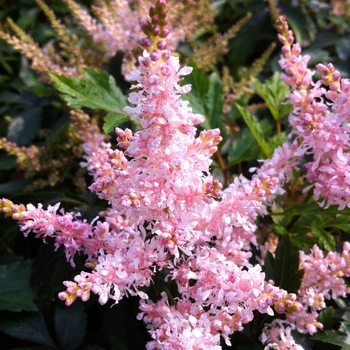 Astilbe Short 'n Sweet™ 'Sugarberry' (081193)