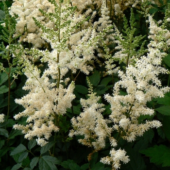 Astilbe x arendsii 'Diamond' (081196)