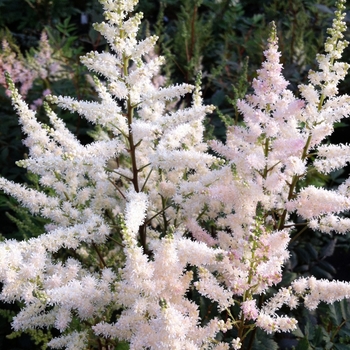 Astilbe x arendsii 'Bumalda' (081199)