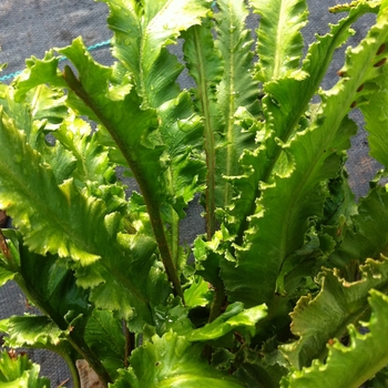 Asplenium scolopendrium 'Angustifolia' (081202)