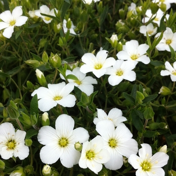 Arenaria montana '' (081206)