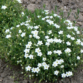 Arenaria montana '' (081208)