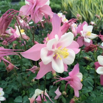 Aquilegia caerulea Songbird 'Robin' (081211)