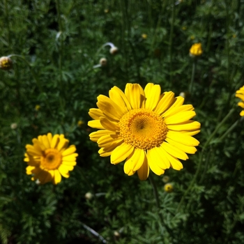 Anthemis tinctoria 'Kelwayi' (081309)