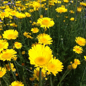 Anthemis tinctoria 'Kelwayi' (081310)