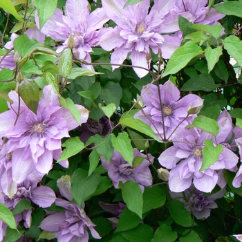 Clematis 'Proteus' (081580)