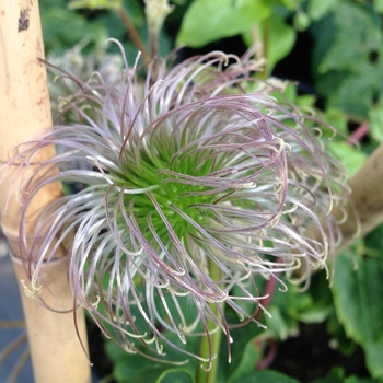 Clematis 'Pink Flamingo' (081582)