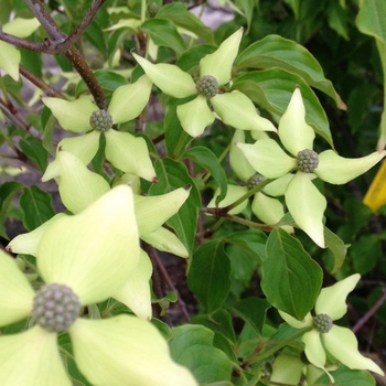 Cornus kousa chinensis '' (081855)