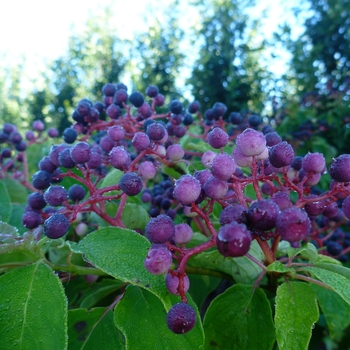 Cornus alternifolia '' (081857)