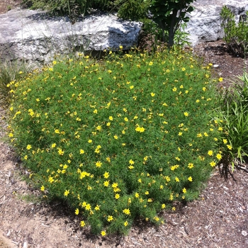 Coreopsis verticillata 'Zagreb' (081859)