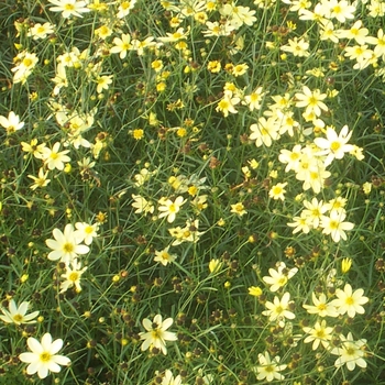 Coreopsis verticillata 'Moonbeam' (081860)