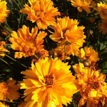 Coreopsis grandiflora 'Early Sunrise' (081861)