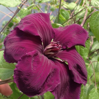 Clematis 'Gypsy Queen' (081869)