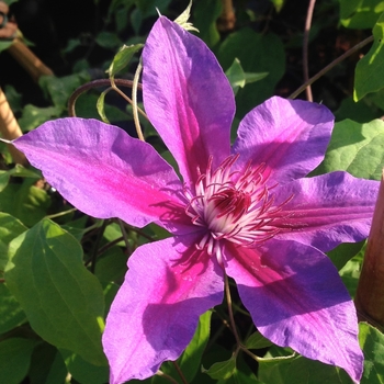 Clematis 'Fireworks' (081870)