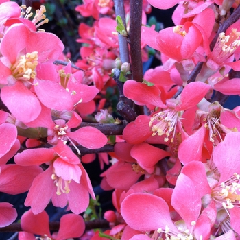 Chaenomeles speciosa 'Texas Scarlet' (081873)