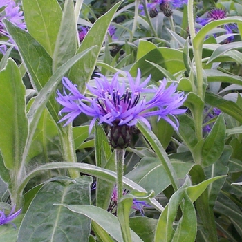 Centaurea montana '' (081874)