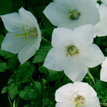 Campanula carpatica 'White Clips' (081877)