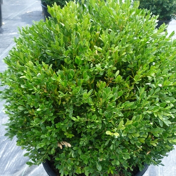 Buxus 'Green Gem' (081882)