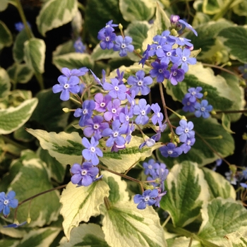 Brunnera macrophylla '' (081885)